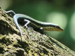 Varzea bistriata