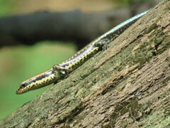 Varzea bistriata