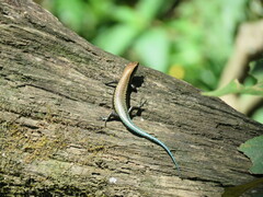 Varzea bistriata