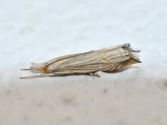 Metacrambus carectellus