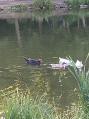Cairina moschata domestica