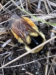 Bombus ternarius