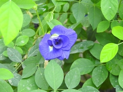 Clitoria ternatea