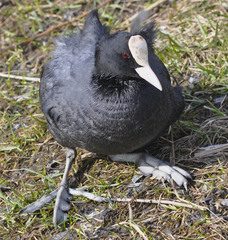Fulica atra
