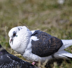 Columba livia domestica