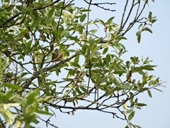 Vireo leucophrys