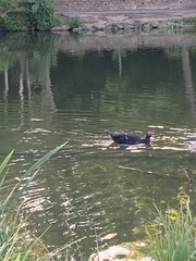 Cairina moschata domestica