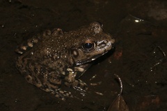 Lithobates heckscheri