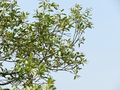 Vireo leucophrys