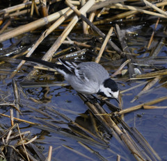 Motacilla alba