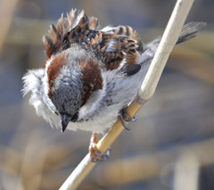 Passer domesticus