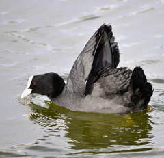 Fulica atra
