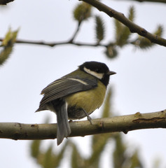 Parus major