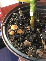 Agaricales
