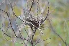 Auriparus flaviceps