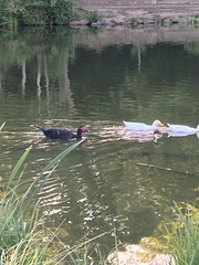 Cairina moschata domestica