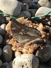 Archaeoprepona demophoon