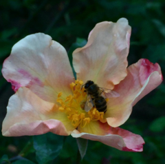 Apis mellifera