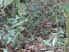 Myrmophylax atrothorax