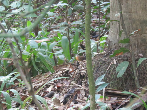 Black-throated Antbird (Myrmophylax atrothorax), photo 9