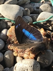 Archaeoprepona demophoon