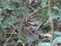 Myrmophylax atrothorax