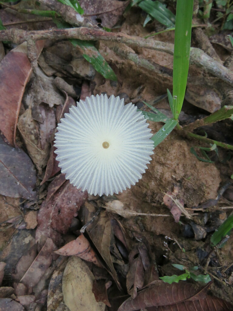 Leucocoprinus fragilissimus · November 2017 · photo: © vincentvosriberalta (iNaturalist, cc-by)