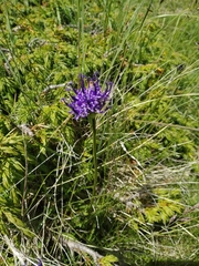 Phyteuma hemisphaericum