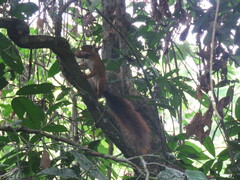 Sciurus spadiceus
