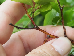Vaccinium caesariense
