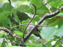 Cyclarhis gujanensis