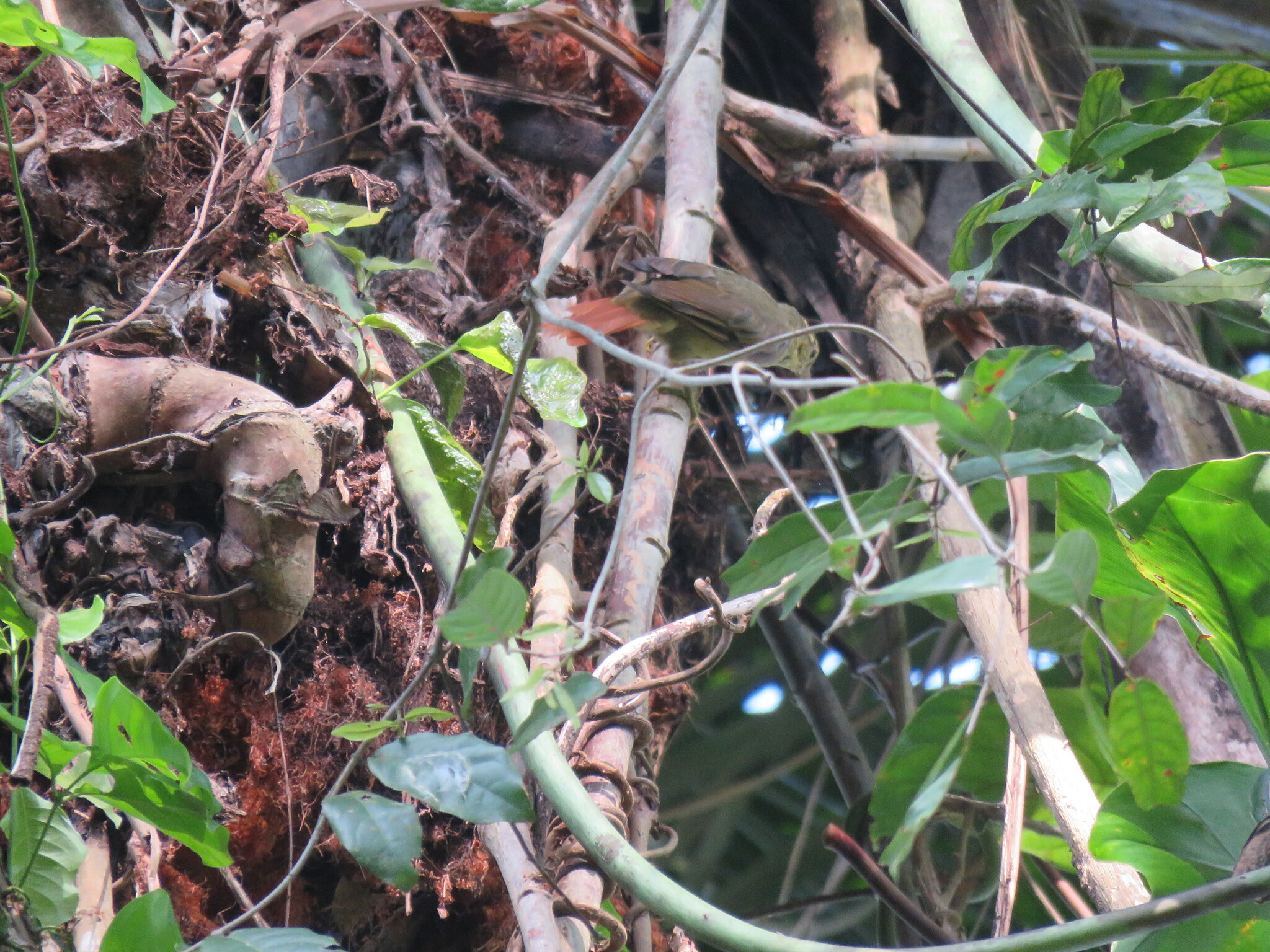Rufous-tailed Foliage-gleaner (Anabacerthia ruficaudata)