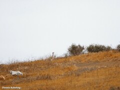 Chlamydotis undulata