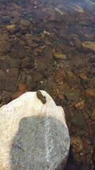 Ondatra zibethicus