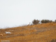 Chlamydotis undulata