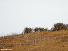 Chlamydotis undulata