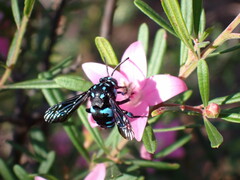 Thyreus nitidulus nitidulus