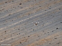 Chlamydotis undulata