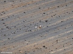 Chlamydotis undulata