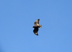 Buteo brachyurus