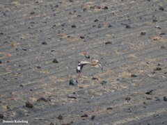 Chlamydotis undulata