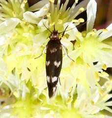 Scythris scopolella