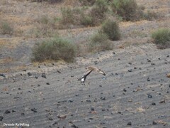 Chlamydotis undulata