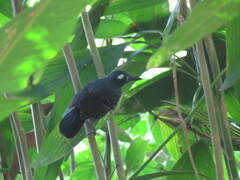 Myrmelastes hyperythrus