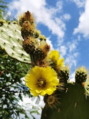 Opuntia