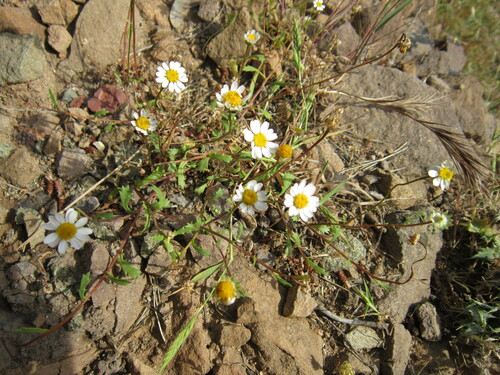 Mauranthemum paludosum image