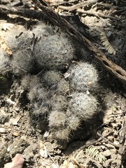 Mammillaria prolifera