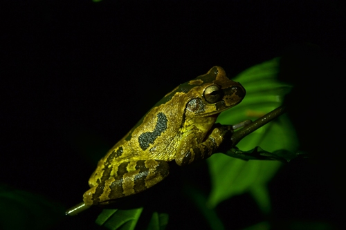 Smilisca manisorum