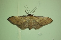 Idaea infirmaria