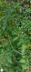 Anthophila